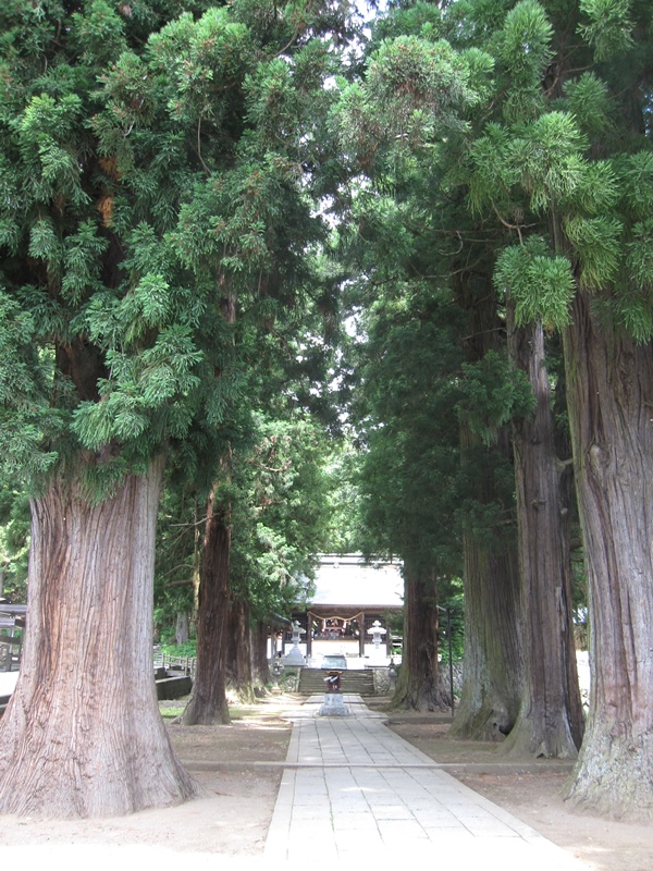 河口浅間神社の七本杉