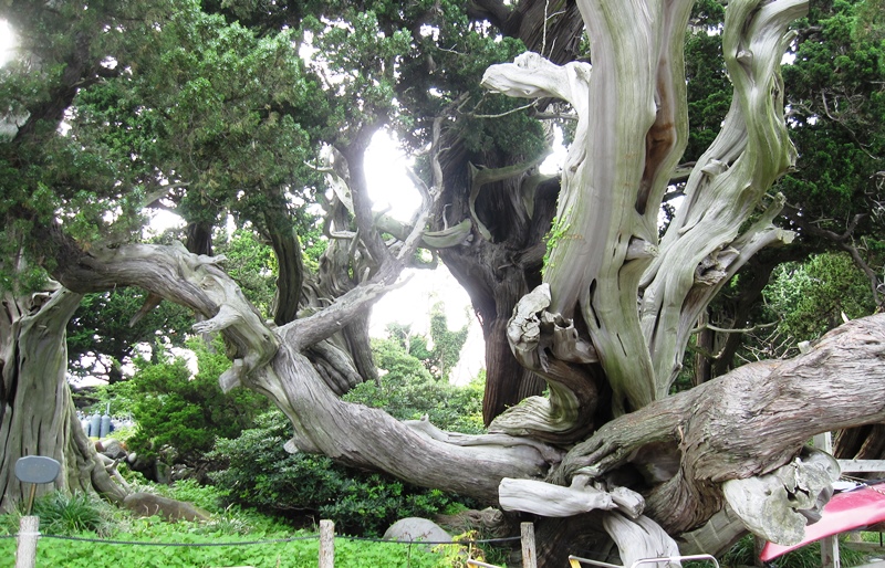 大瀬神社の不思議な木