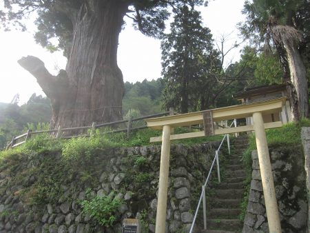 中川の箒杉、熊野神社