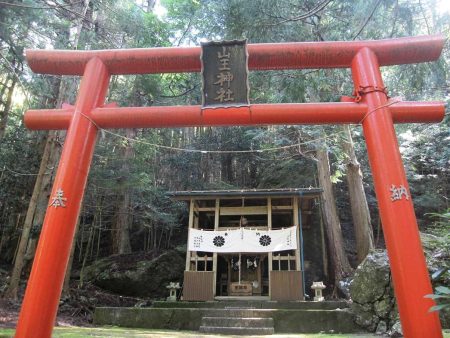 湯島の大杉,山王神社