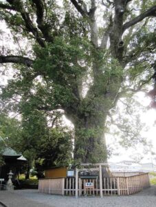 伊勢神明社の大楠