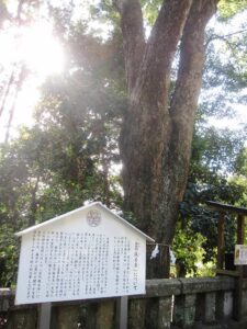 久能東照宮金の成る木