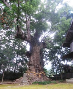 杉桙別命神社の大クス