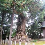 杉桙別命神社の大クス