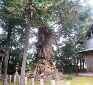 杉桙別命神社の大クス