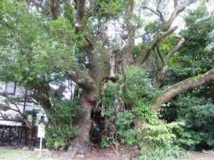 杉鉾別命神社