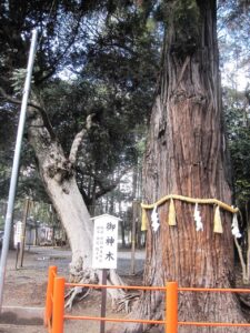 息栖神社 御神木