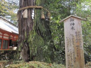 香取神宮 御神木
