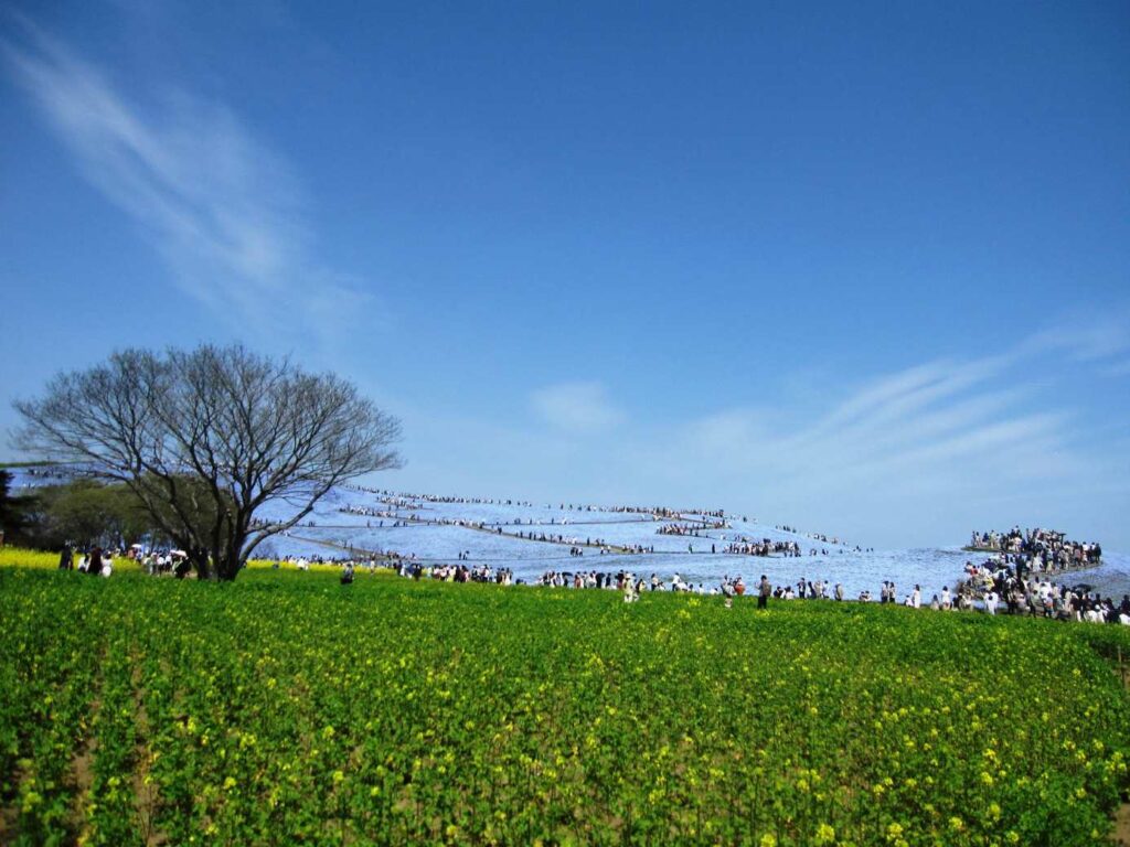ひたち海浜公園 菜の花 ネモフィラ
