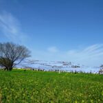 ひたち海浜公園 菜の花