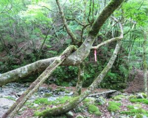 本棚,下棚途中の妙な木
