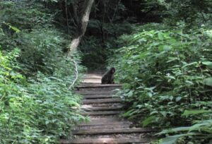 陣馬山 サル
