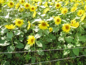 ユートピア農園のひまわり