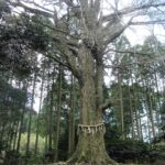 国吉神社 大銀杏