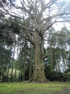 国吉神社 大銀杏