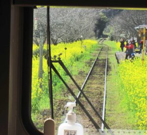 いすみ鉄道 菜の花