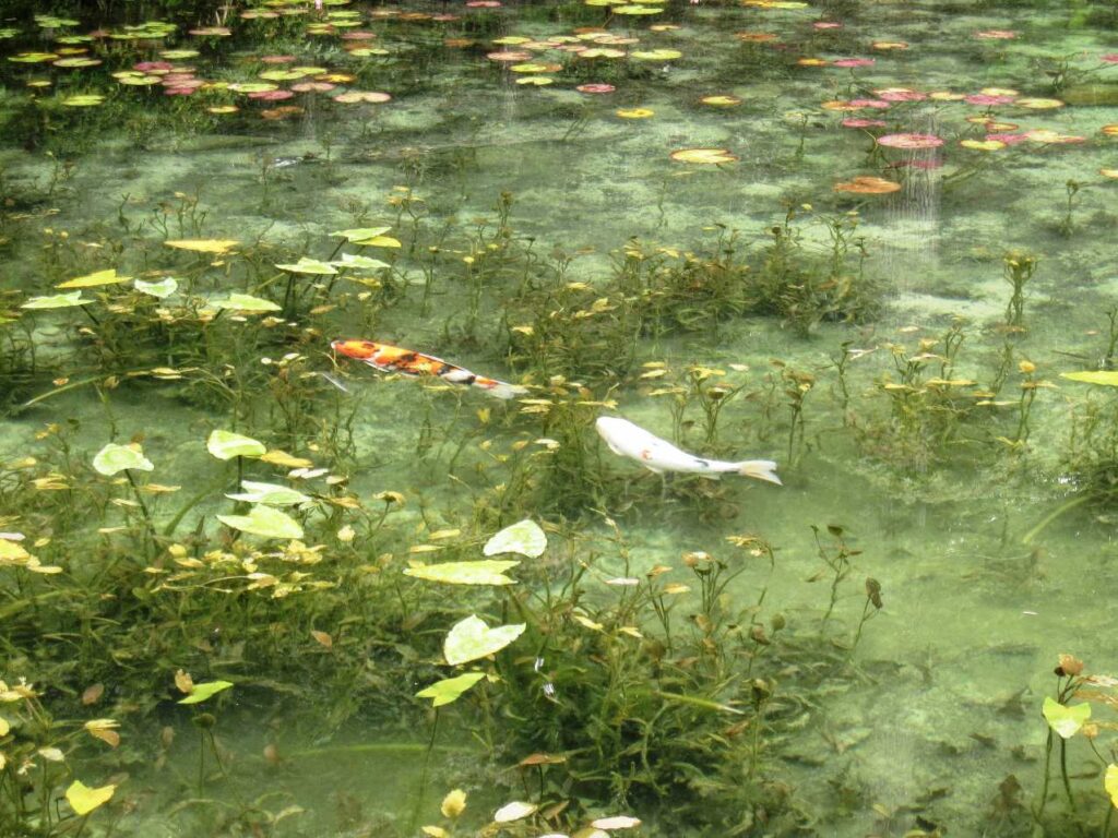 モネの池