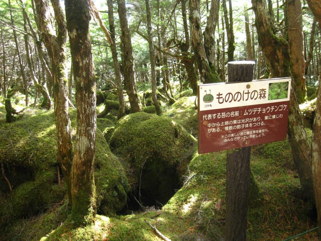 白駒の池 もののけの森