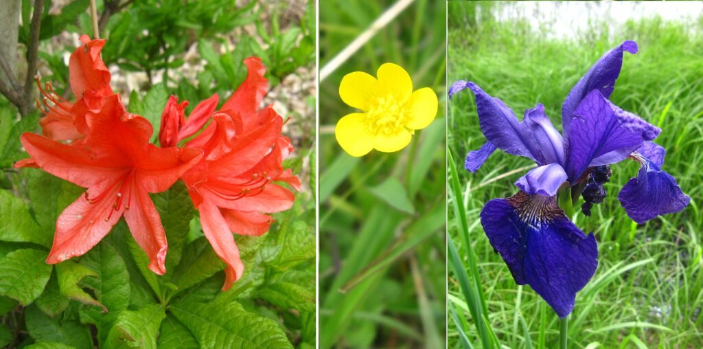 甘利山の花々