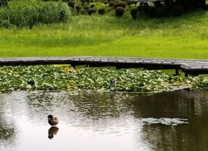 厳島湿性公園