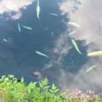 忍野八海