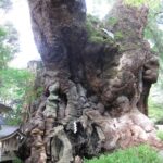 来宮神社 大楠