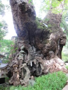 来宮神社 大楠