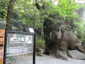 来宮神社 第二大楠