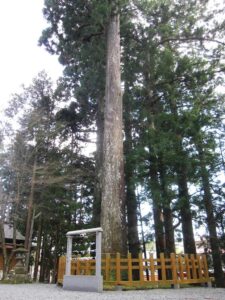 須山浅間神社 御神木