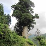 中川の箒杉