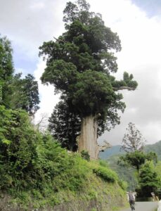 中川の箒杉