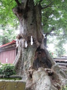 八坂神社の御神木