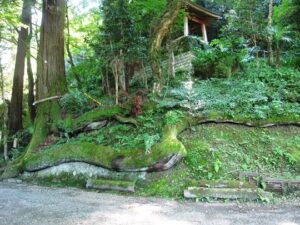 蛇木杉,石老山
