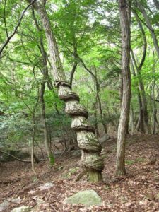深沢大石神社,奥宮そばのねじれた木