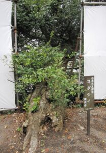 五霊神社境内の木