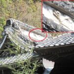 白髭神社の龍