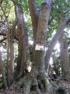 神武寺の菩提樹