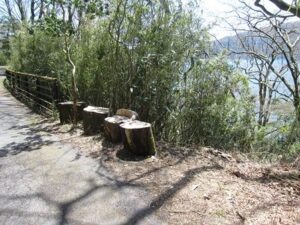 箱根湖畔の九頭龍神社への道