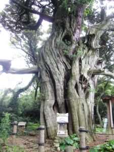 大瀬神社・神池