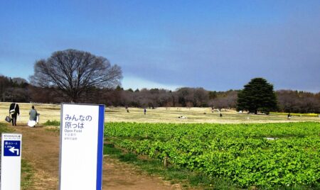 昭和記念公園大ケヤキ