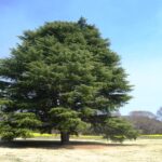 昭和記念公園大ケヤキ