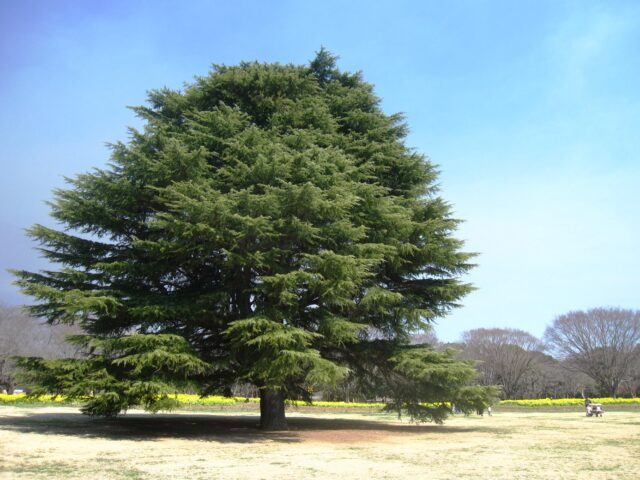 昭和記念公園大ケヤキ