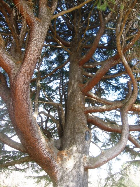 昭和記念公園大ケヤキ