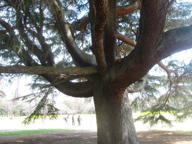 昭和記念公園大ケヤキ