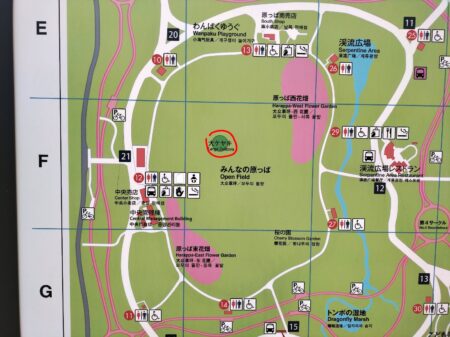 昭和記念公園大ケヤキ