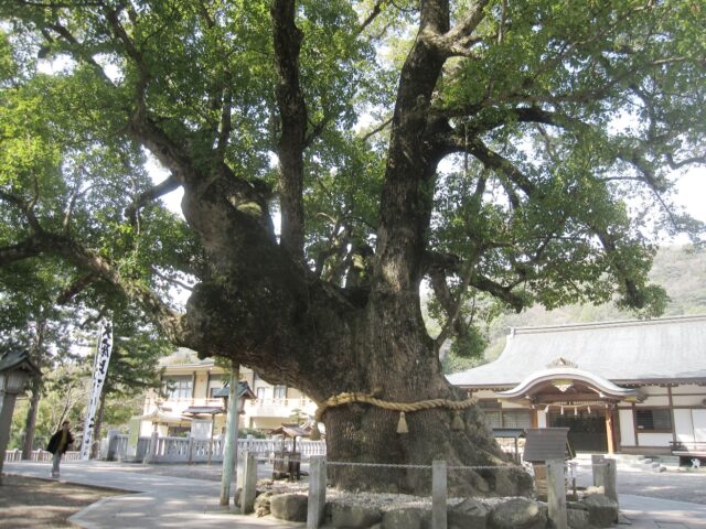 大麻比古神社 楠