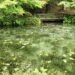 モネの池
